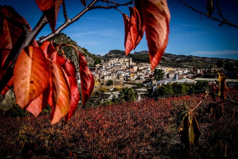 Los cerezos también se visten de rojo