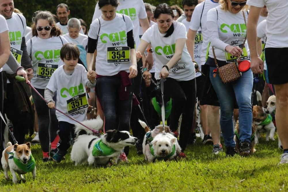 "Can We Run" reúne a más de 400 perros y corredores en el Parque Fluvial de Viesques, en Gijón.