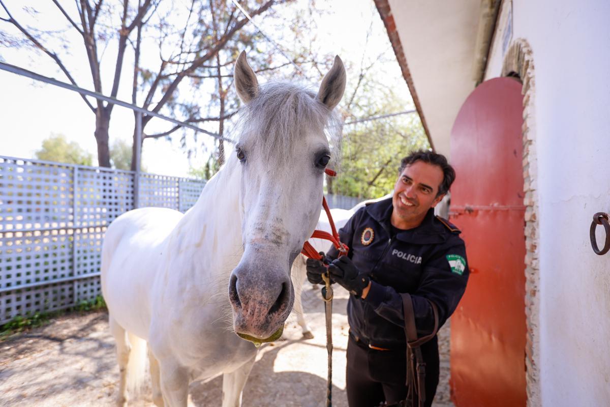 La unidad de caballería de la Policía Local de Córdoba cumple 150 años La unidad de caballería de la Policía Local de Córdoba cumple 150 años