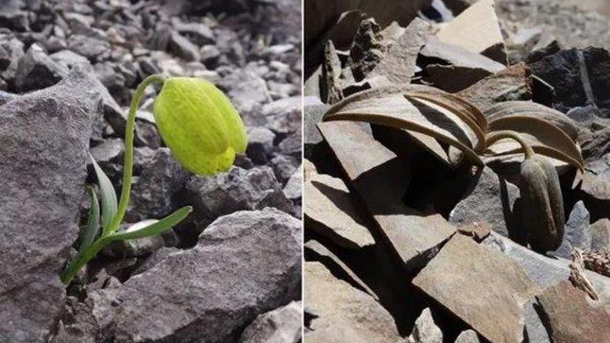 Una imagen de la planta en una situación y otra.