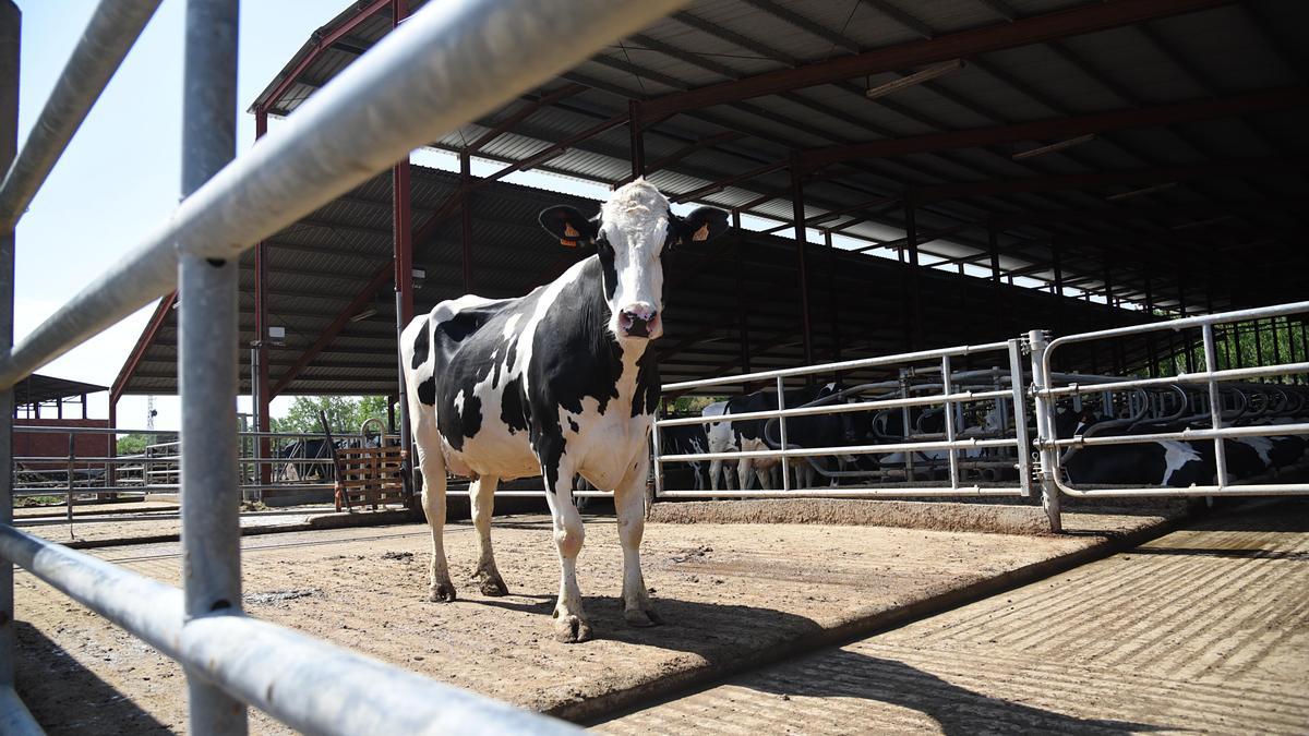 Una vaca en una granja en la localidad de Remolinos.