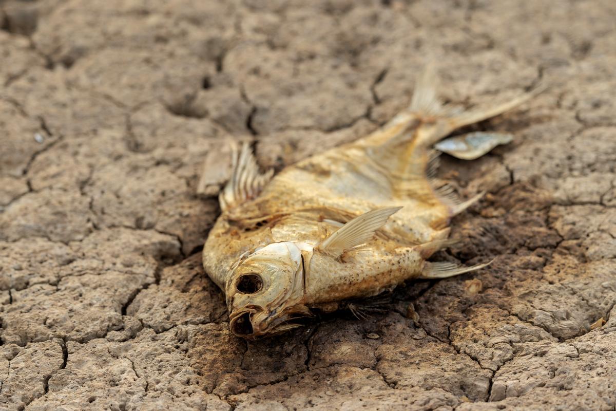 Un pez muerto yace en el lecho seco del río Yangtze en medio de la sequía, en Jiujiang, provincia de Jiangxi, China.