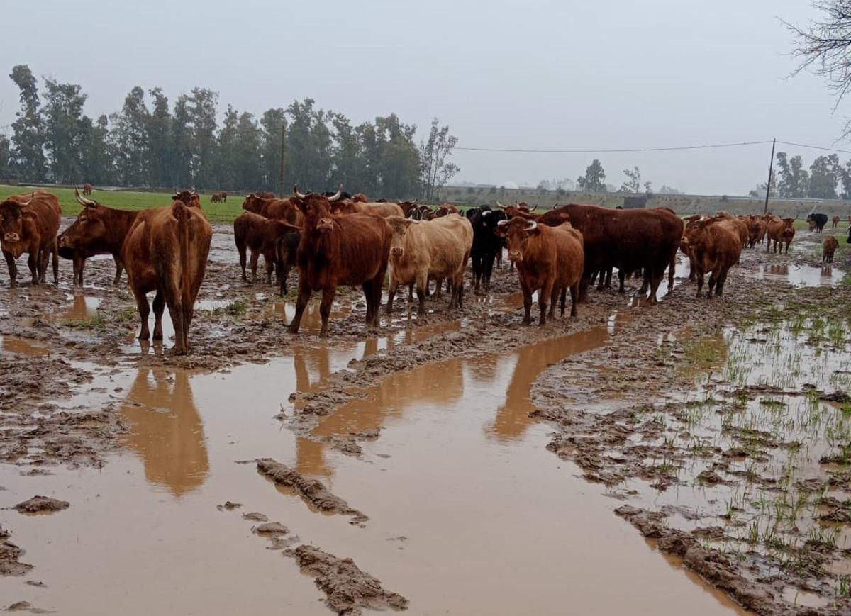 El ganado que está aislado en la finca de Juan.