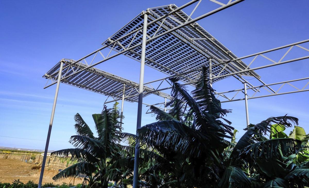Las primeras plataneras cultivadas en una finca de FSM situada en la costa de El Agujero de Gáldar, con algunos de los paneles solares.