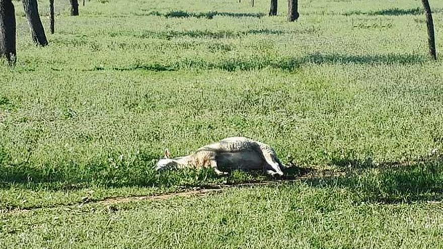 Una oveja yace muerta en medio del campo. Su propietario, Jaume Coll, asegura haber sufrido más de una veintena de ataques en los últimos cuatro años.