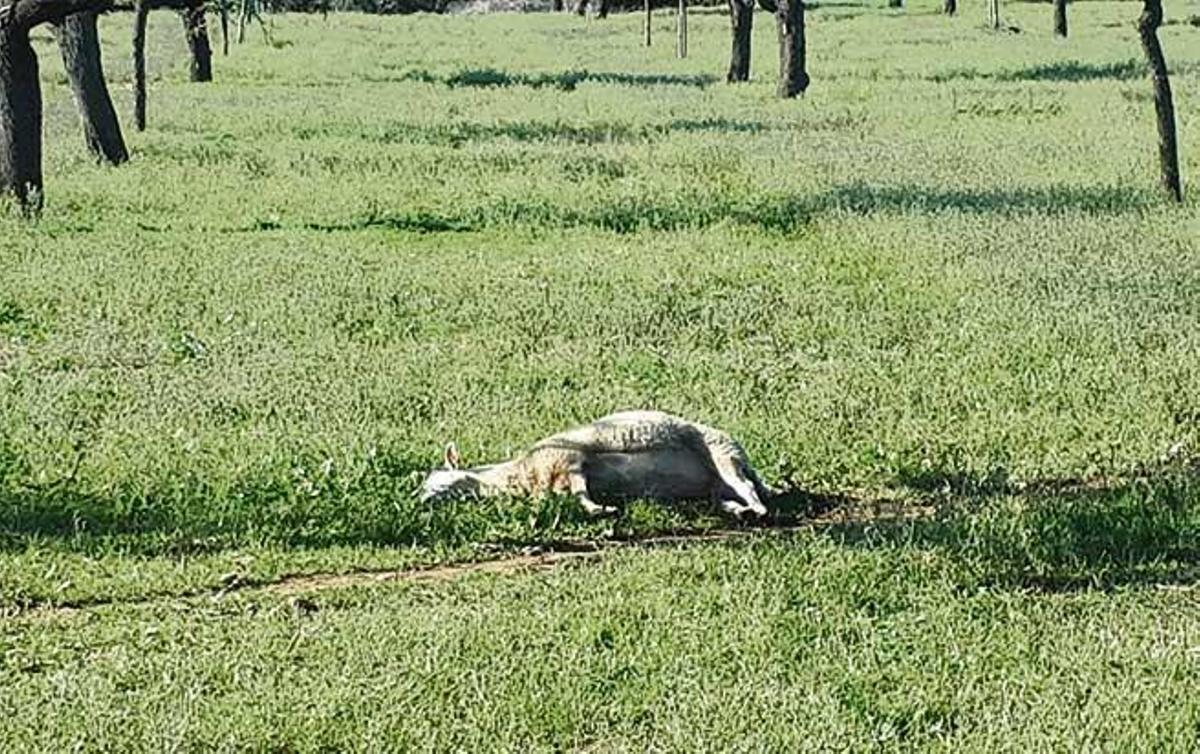 Una oveja yace muerta en medio del campo. Su propietario, Jaume Coll, asegura haber sufrido más de una veintena de ataques en los últimos cuatro años.