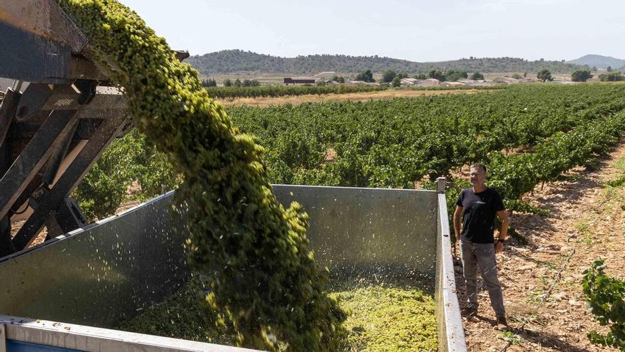 Pinoso vendimia antes: el clima acelera la maduración de la uva