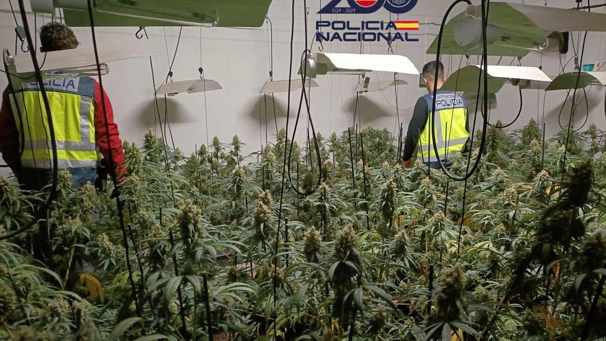 Dos detinguts a Quart per tenir 220 plantes de marihuana i sis quilos i mig de cabdells a casa