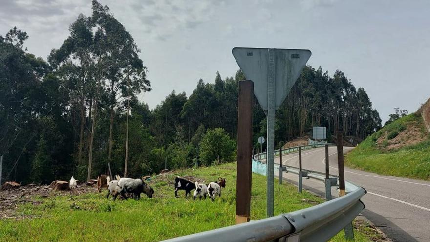 Rebaño da cabras pastando ayer junto al enlace de Cangas en el Corredor do Morrazo, en sentido a la rotonda de Ameixoada. |