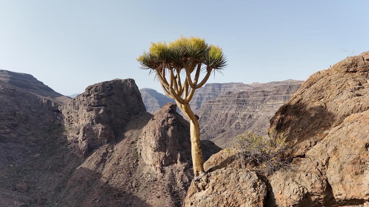 Drago de Gran Canaria (Dracaena tamaranae).