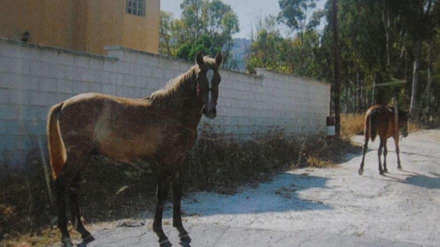 Caballos sueltos por el Cortijo de Maza.