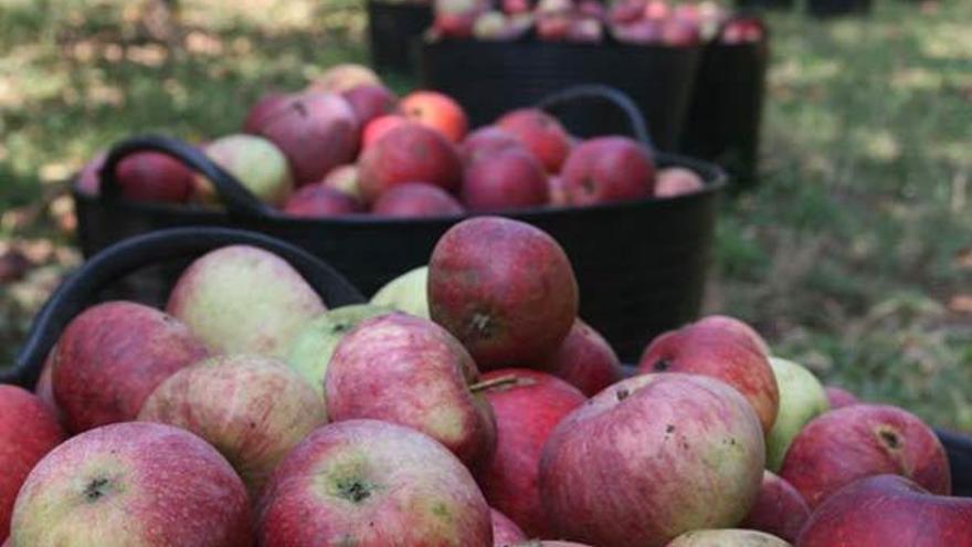 Se prevé que la recolección de manzana ecológica finalice, aproximadamente, en unos veinte días.  // Bernabé/Patricia Figueiras