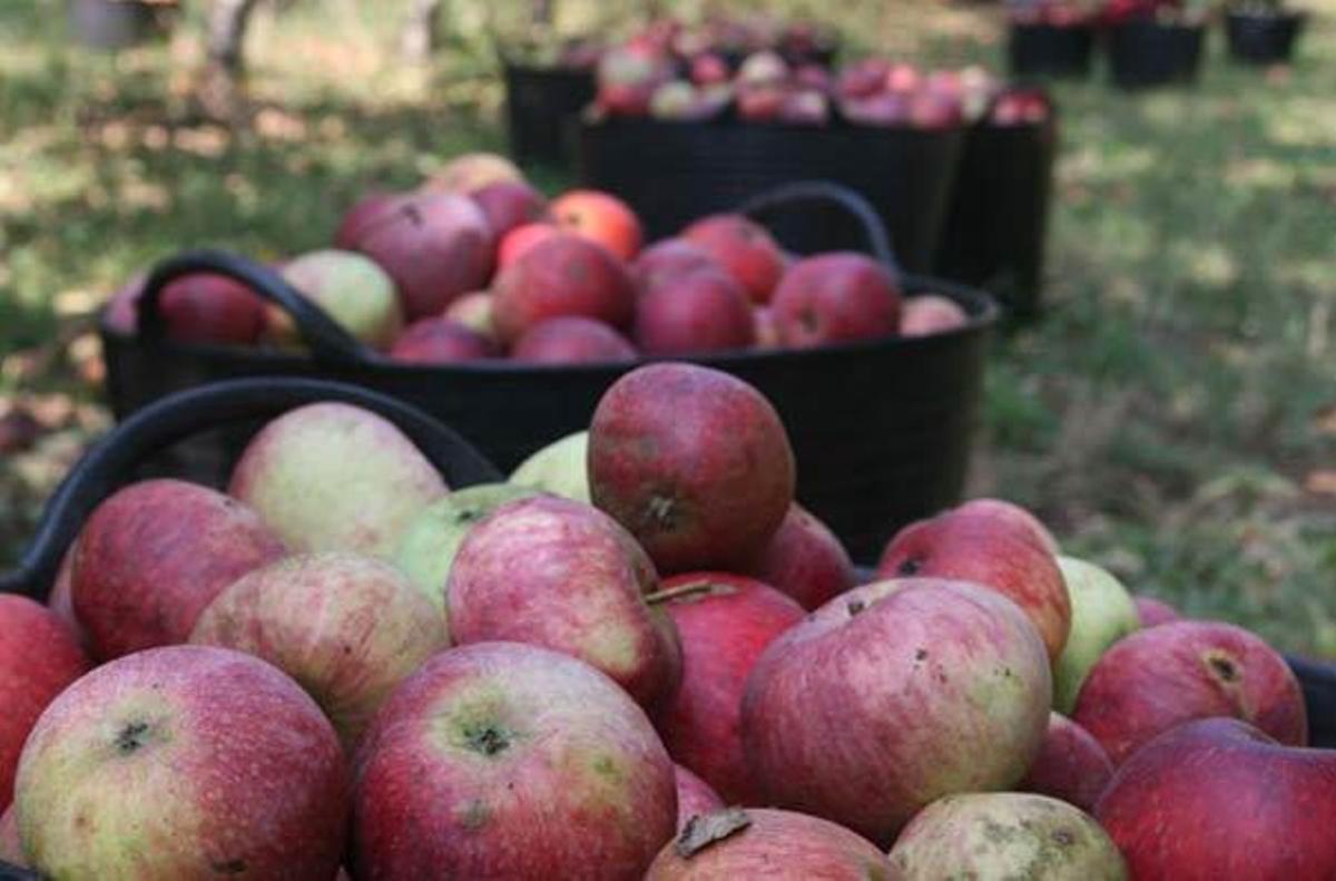 Se prevé que la recolección de manzana ecológica finalice, aproximadamente, en unos veinte días.  // Bernabé/Patricia Figueiras