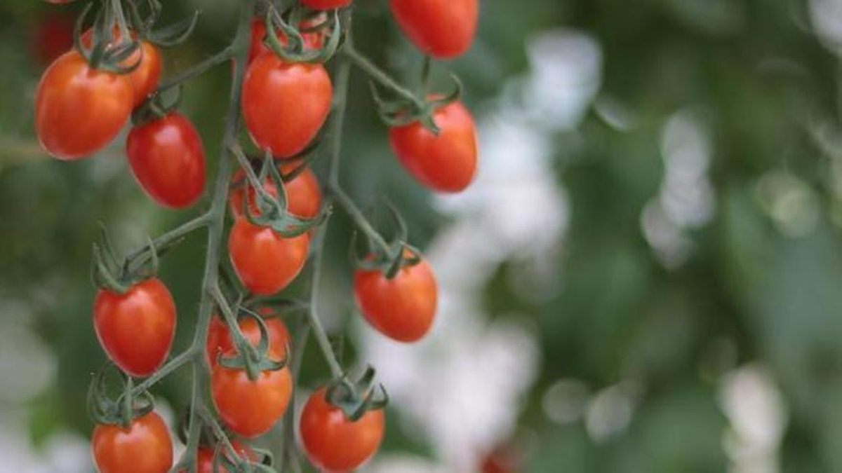 Brot de salmonel·la vinculat a tomàquets cherry