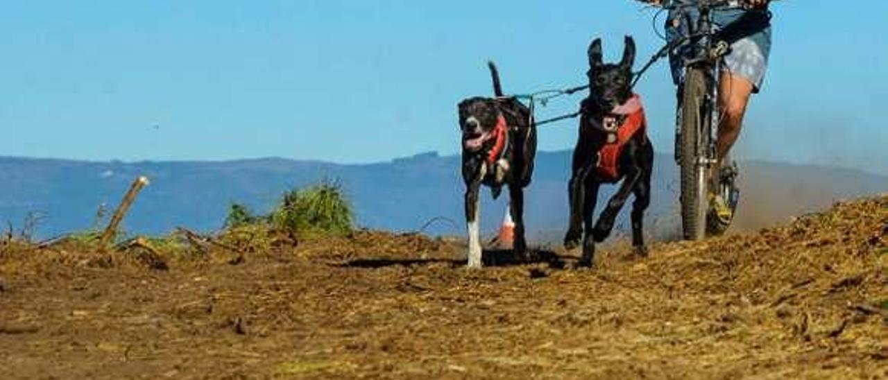 Prueba de &#039;bikejoring&#039; disputada en Vilagarcía. // Iñaki Abella