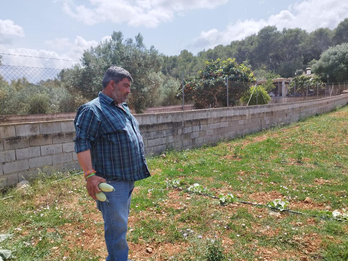 Pedro Bestard recoge la cosecha.