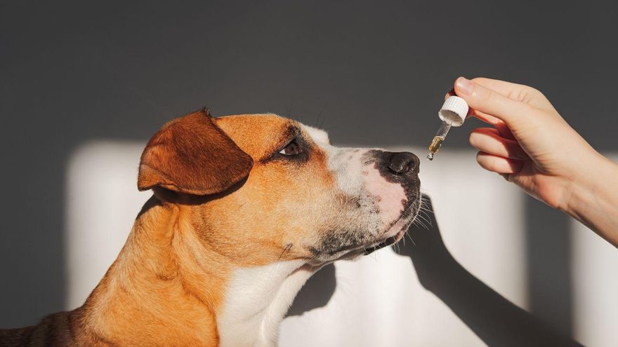 El aceite de salmón para perros: el complemento alimenticio que transformará la vida de tu peludo