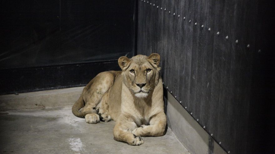 Llegan a Villena otros cuatro leones rescatados de los ataques con drones en la guerra de Ucrania