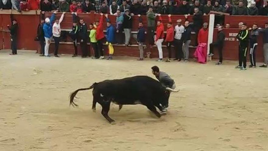 Un joven de Coria se encuentra muy grave por una cogida de toro en Ciudad Rodrigo