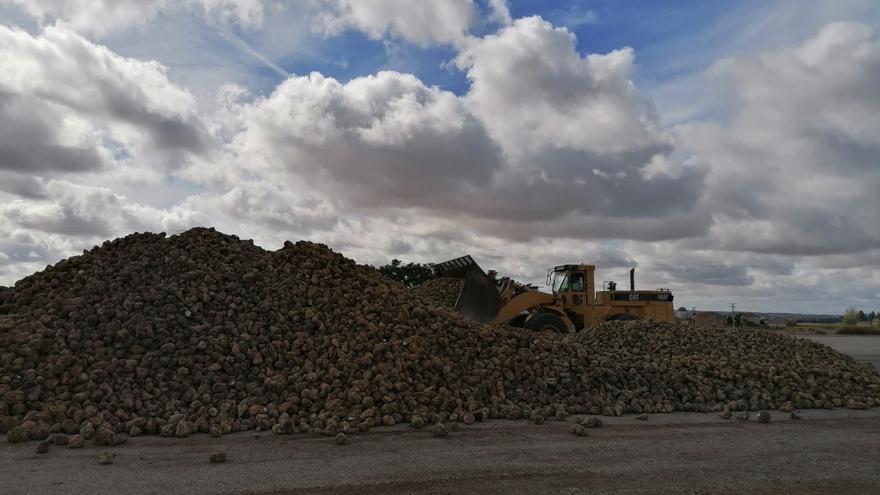 Los cultivadores de remolacha podrán dejar de sembrar sin ser penalizados