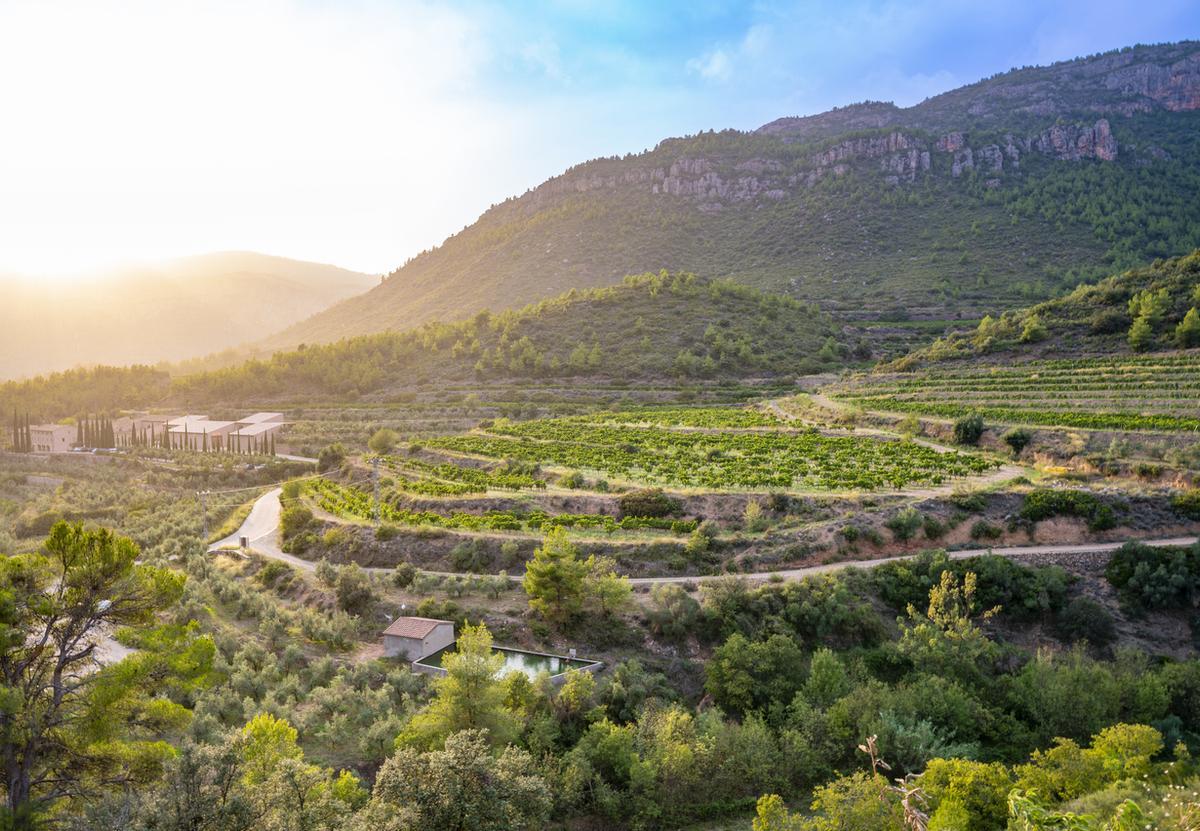 Paisaje de viñedos del Priorat