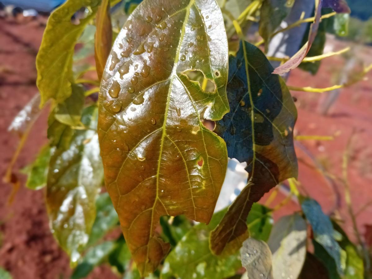 Cítricos afectados por la tormenta en Castelló.