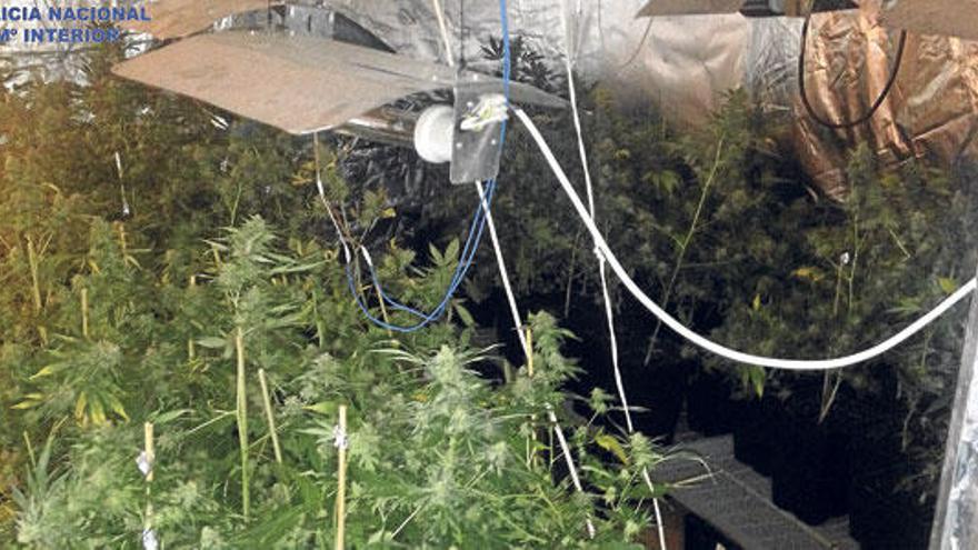 La Policía detiene a un hombre con 460 plantas de marihuana en una finca en Marratxí