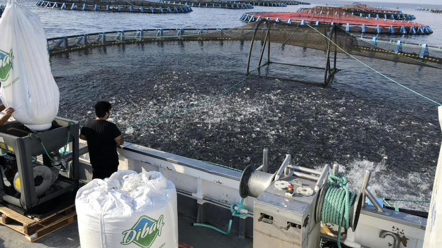 Un trabajador alimenta a los peces con productos de Dibaq