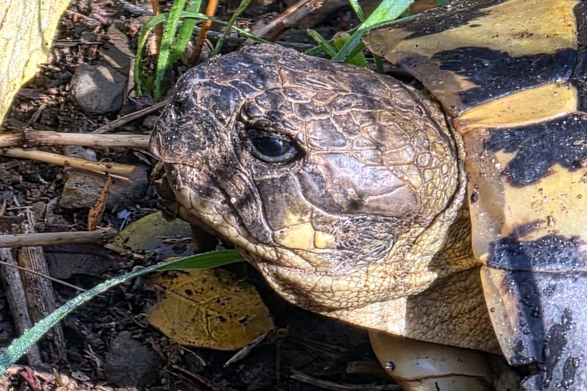 Pla detall d'una tortuga mediterrània del Centre de Reproducció de Tortugues de l’Albera
