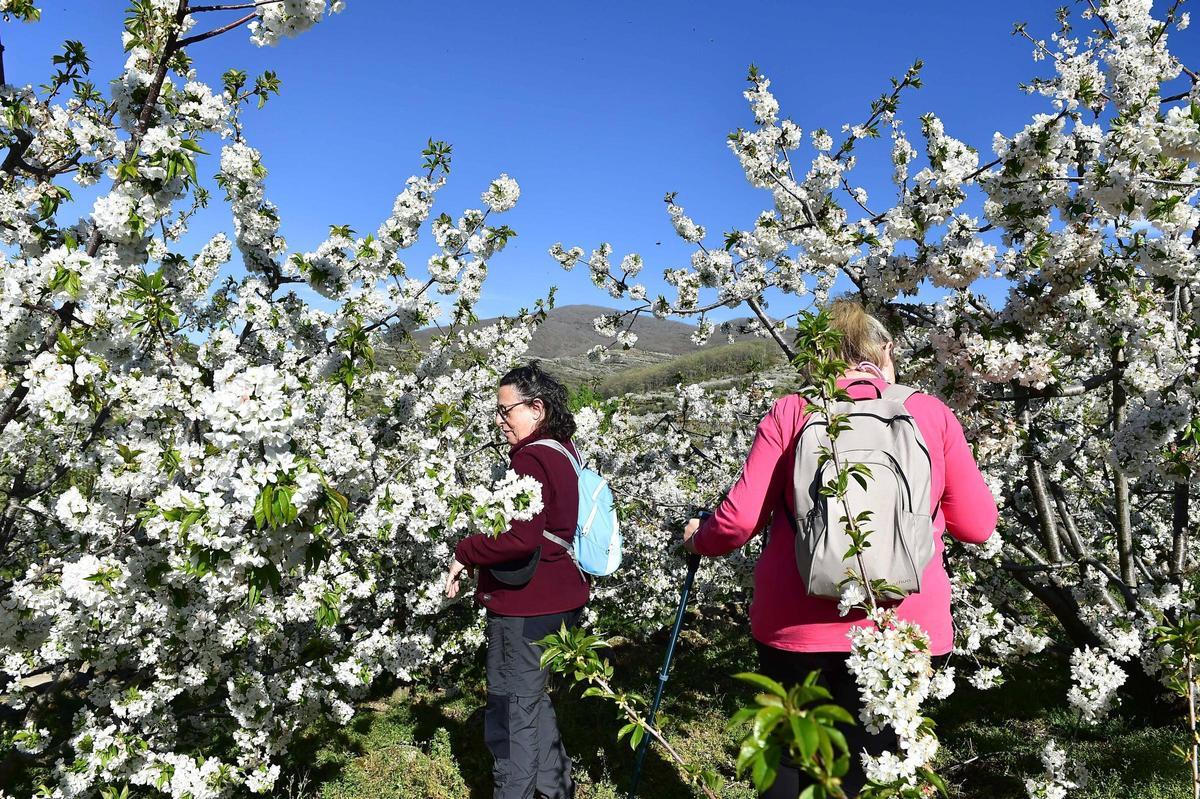 La Fiesta del Cerezo en Flor abre sus puertas en Tornavacas con un homenaje al trabajo y la resistencia del Valle del Jerte
