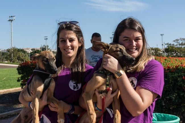 Feria de Mascotas de Maspalomas 2016