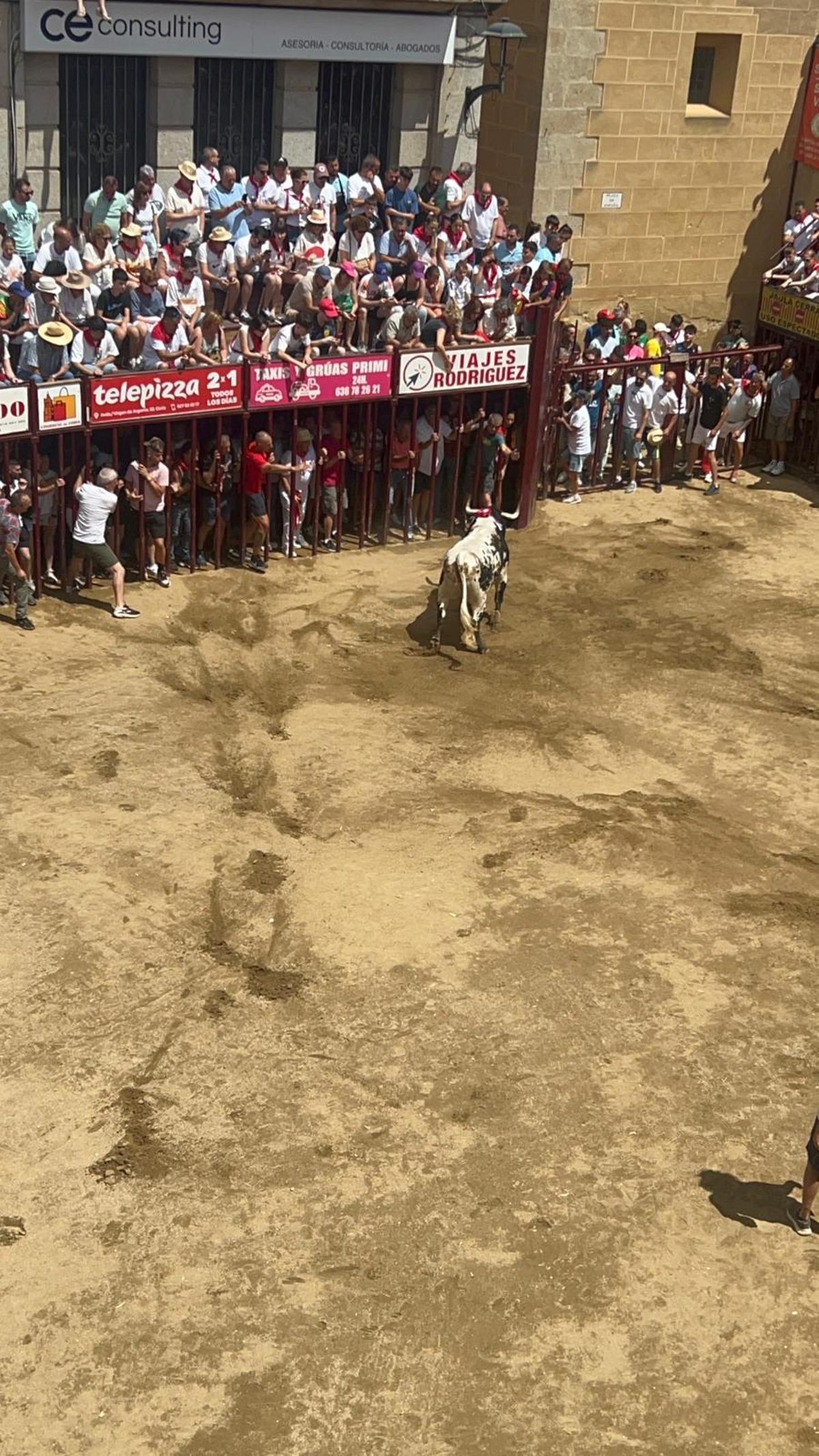 Toro lidiado en la plaza en estas fiestas.