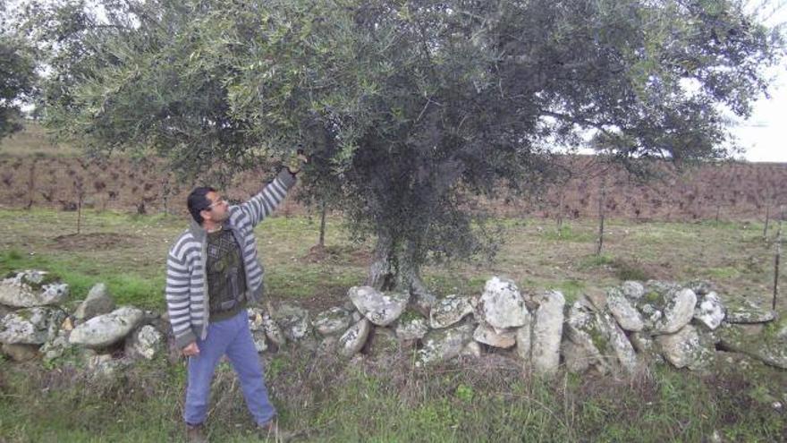 Antonio Martín y Andrés Serrano recogen la red con las olivas.