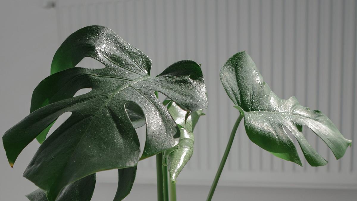 La Monstera Deliciosa dará un toque exótico a tu casa.