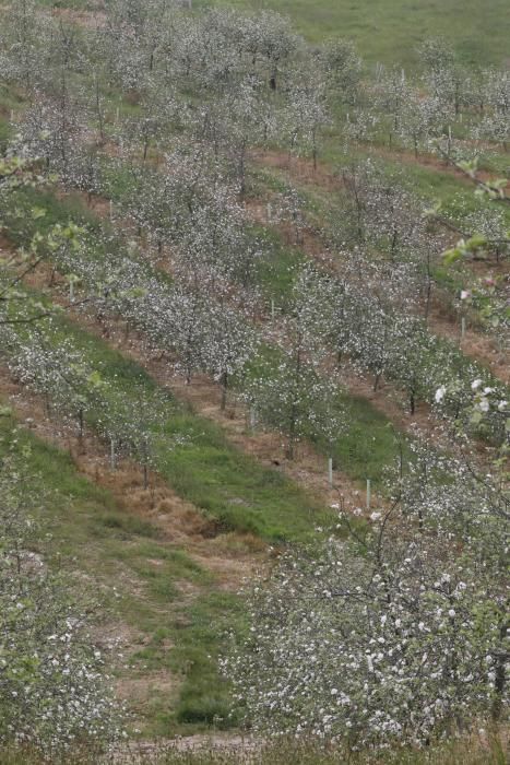 Manzanos en flor en Serín