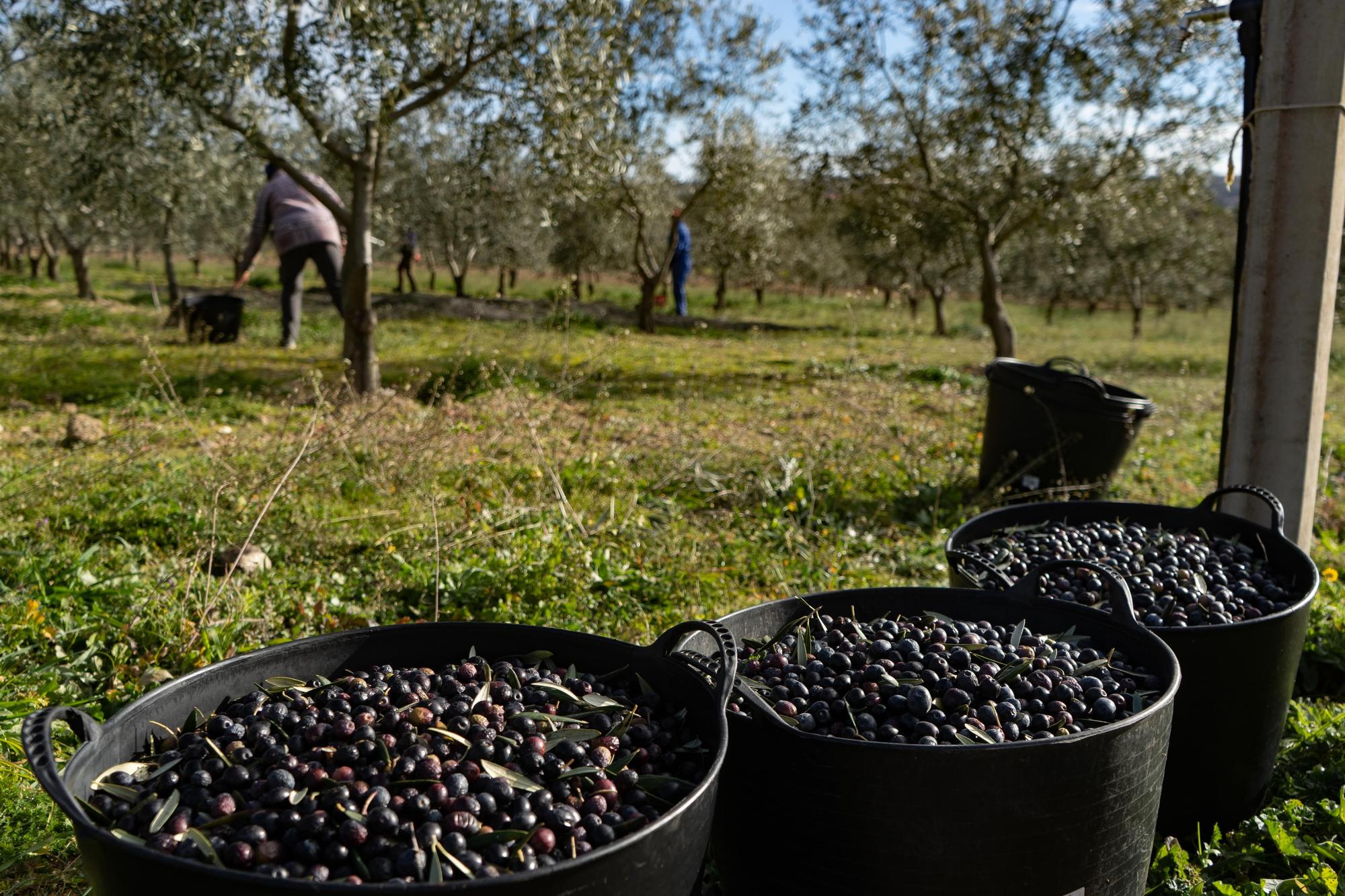 GALERÍA | Recogida de la aceituna en Fermoselle