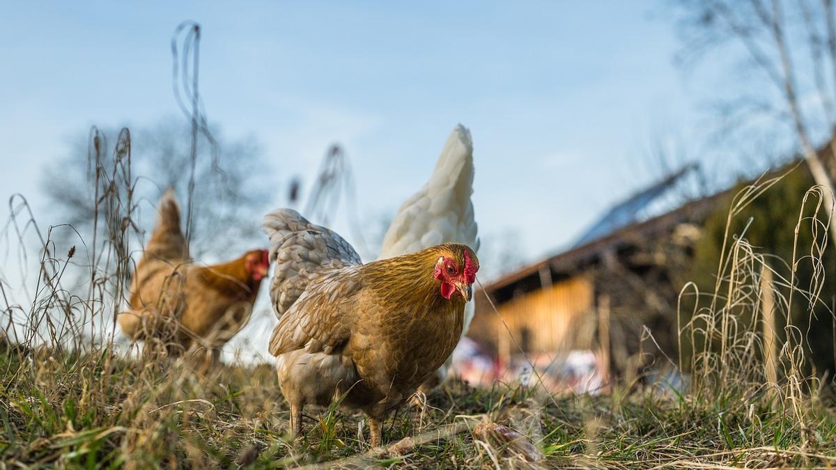 Imagen de archivo de varias gallinas en el campo