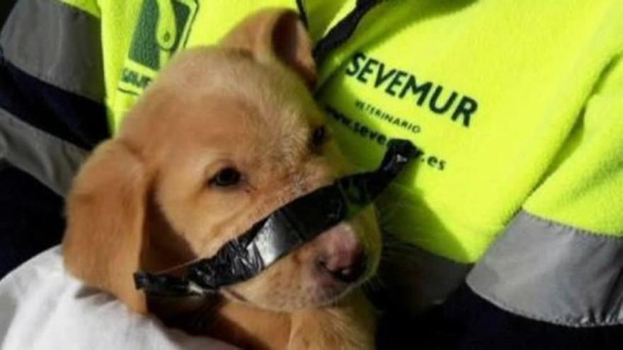 Hallan a dos perros maltratados en vertederos de Madrid y Murcia