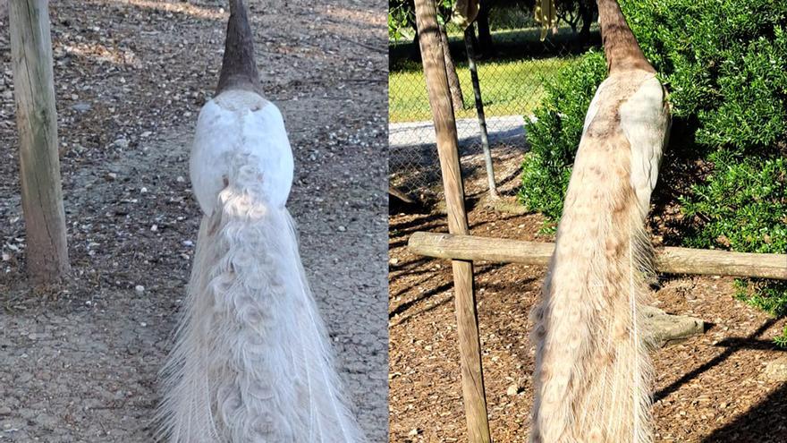 Roban ocho pavos reales en el Parque del Tamarguillo: los vecinos piden "un plan de seguridad que frene el vandalismo"