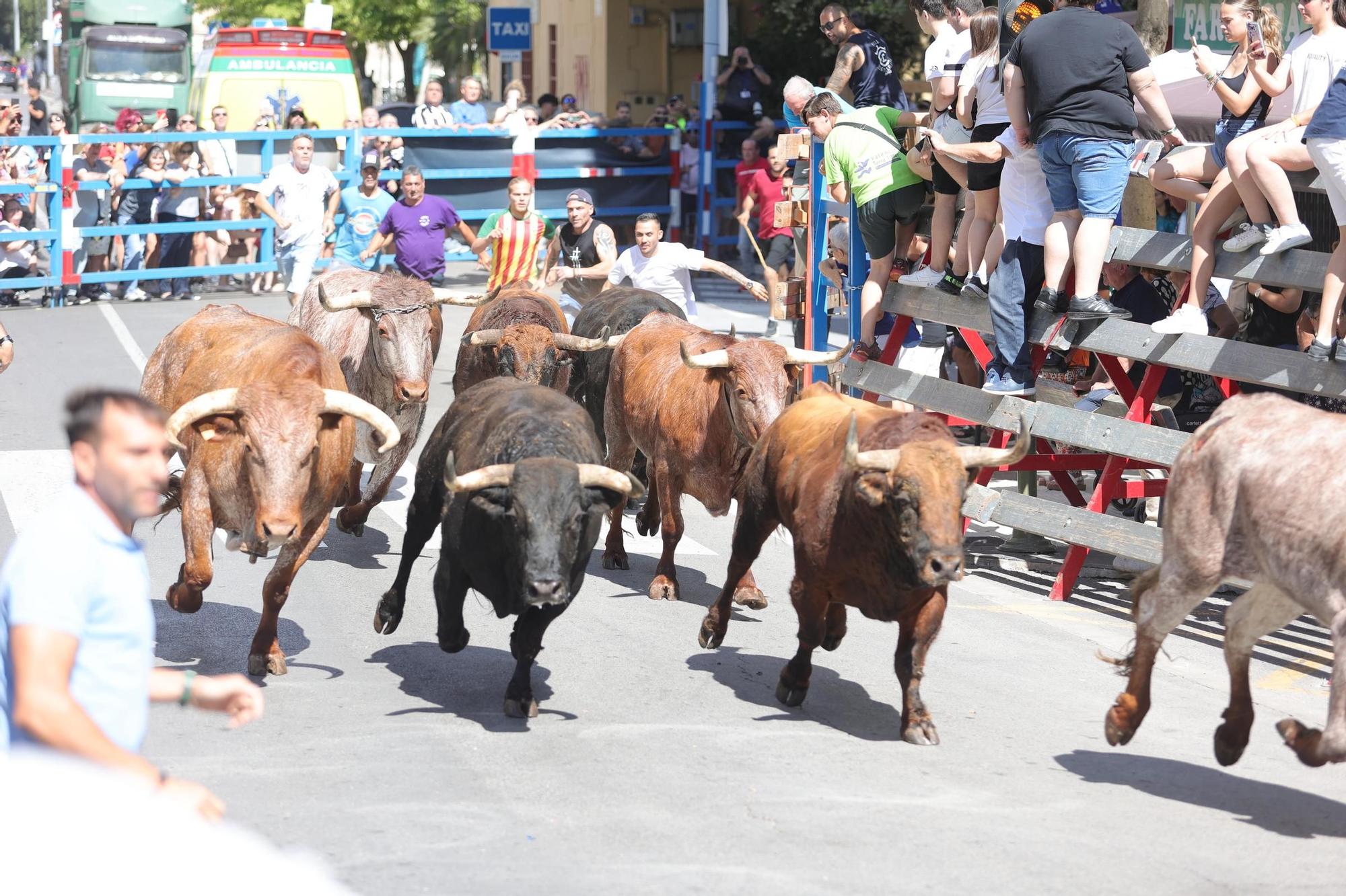 Encierro de cerriles en las fiestas de Sant Pere del Grau