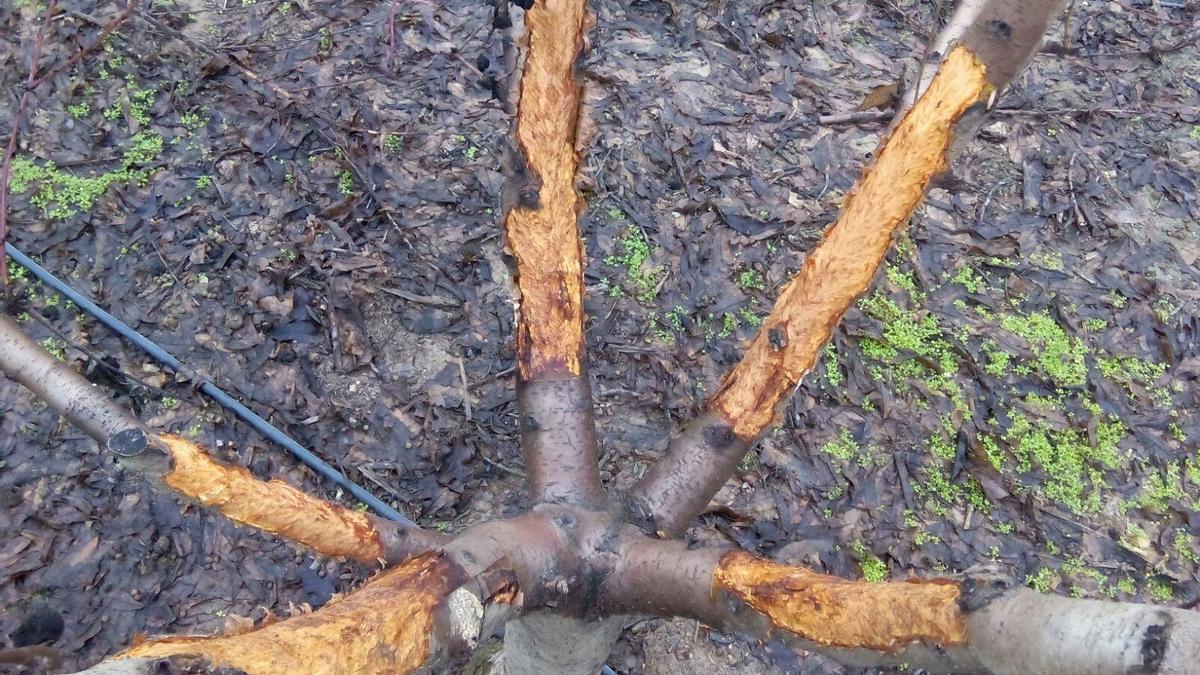 Un árbol frutal afectado por los conejos en la zona de Fraga.