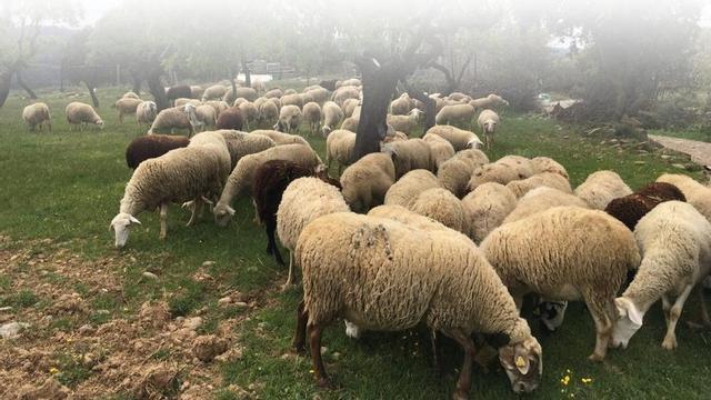 Un rebaño de ovejas pastando en un campo.