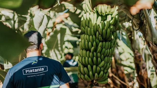 Un agricultor comprueba las piñas de una finca de plataneras.