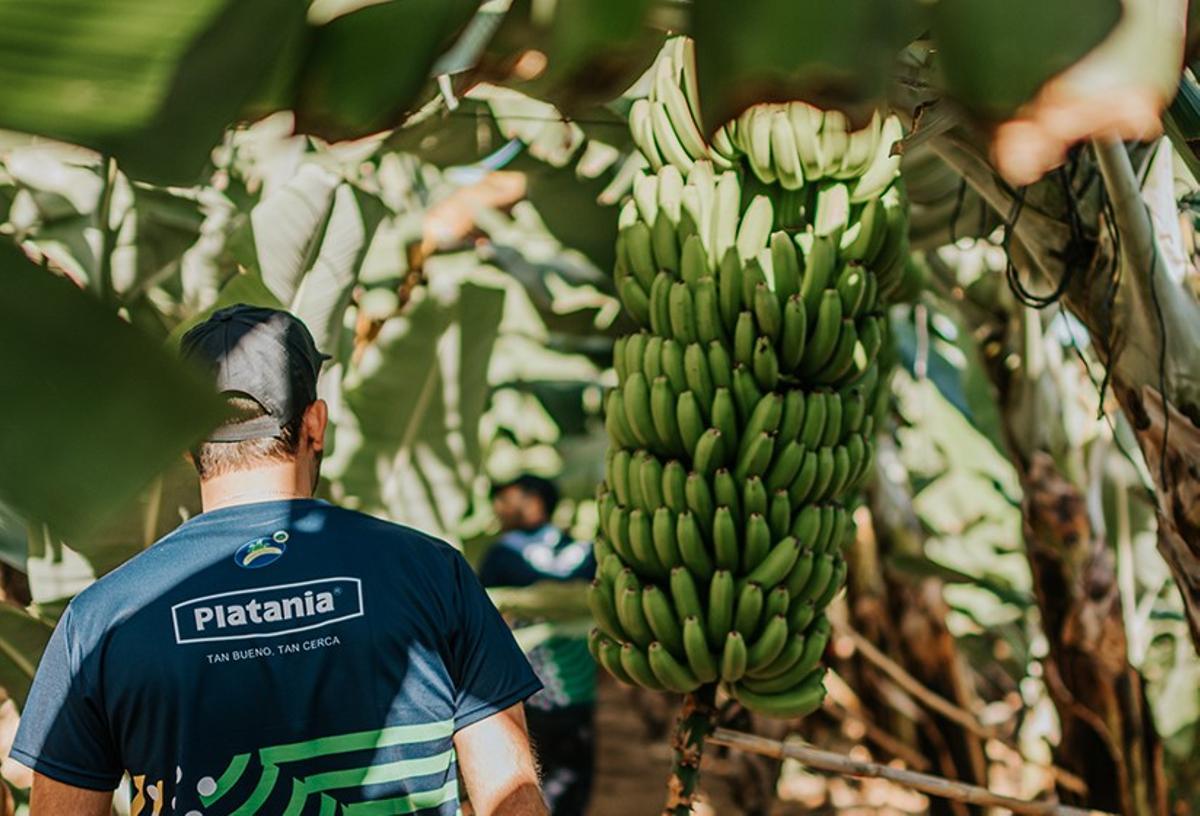 Un agricultor comprueba las piñas de una finca de plataneras.