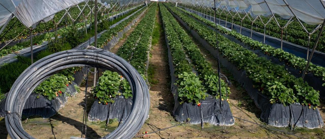 Cultivo de fresas ubicado en la zona de regadío al norte de la Corona Forestal de Doñana.