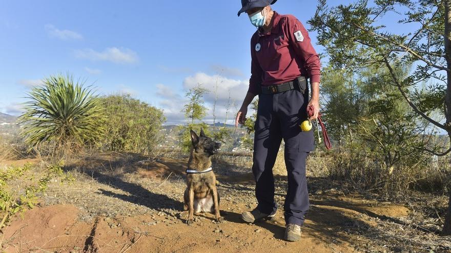 Perros adiestrados para detectar cebos con venenos y cadáveres de animales