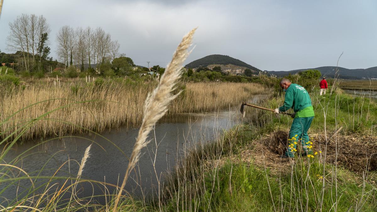 Operario trabajando contra el plumero de la Pampa en Cantabria.