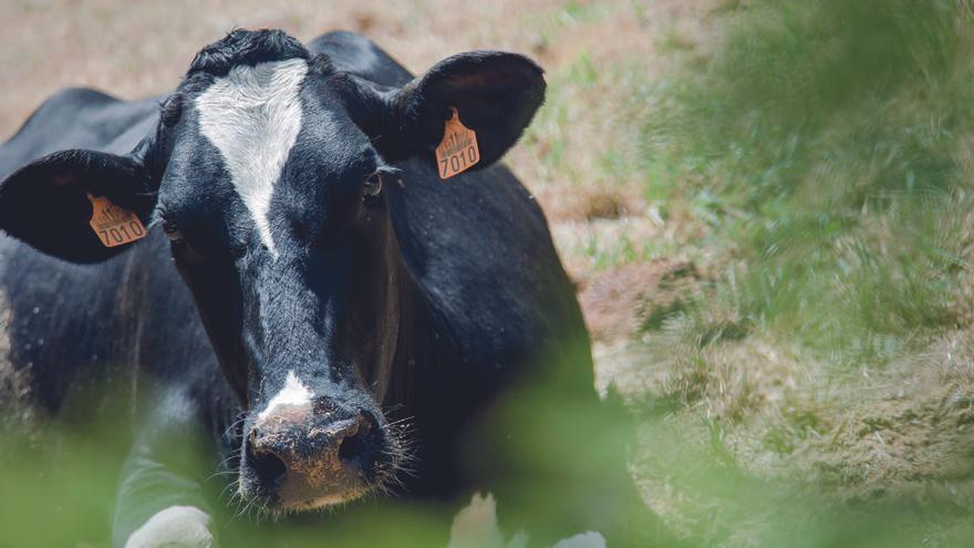 Un total de 112 ganaderos abandonaron sus explotaciones de leche en 2018 en Asturias