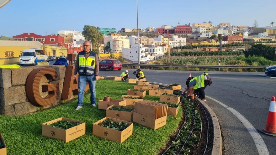 Parques y Jardines embellece las zonas verdes de Gáldar durante el Carnaval con 4.000 flores y plantas