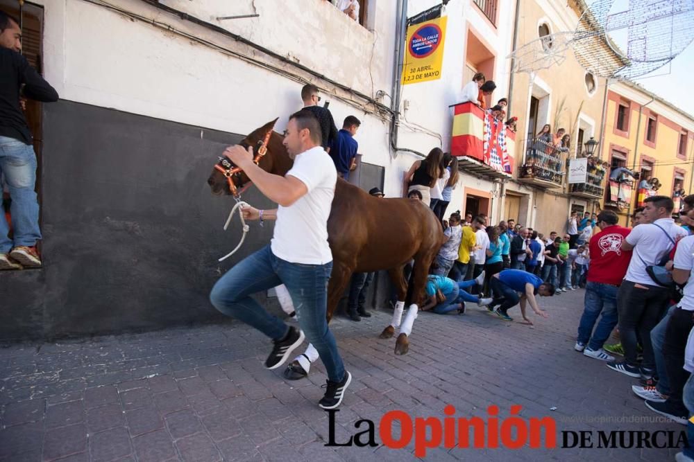 Caballo a pelo Caravaca (Desfile)